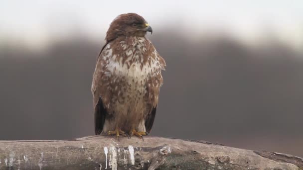 Mäusebussard in Ungarn — Stockvideo