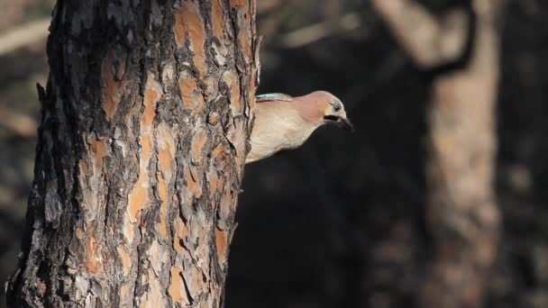 Jay bosques en el árbol — Vídeos de Stock