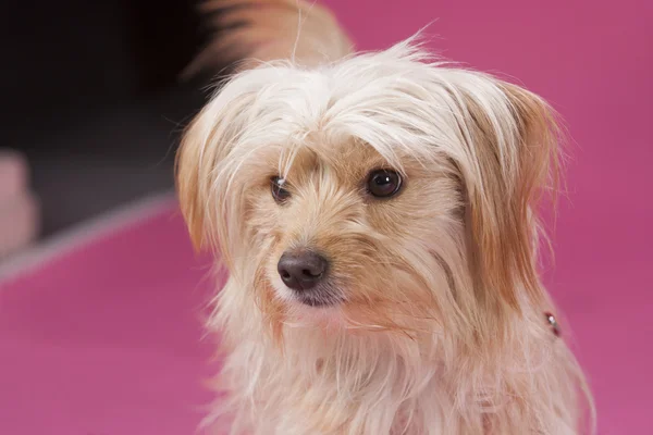 ヨークシャー犬の肖像画 — ストック写真