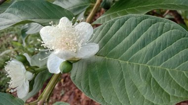 Merhaba, bu bitki ve ahşap fotoğrafı, Endonezya 'nın tropikal doğası, arka planlar, referanslar, ürünler, broşürler için kullanılabilir, umarım beğenirsiniz, teşekkürler..
