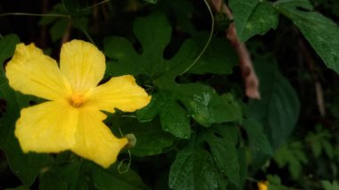 Merhaba, bu bitki ve ahşap fotoğrafı, Endonezya 'nın tropikal doğası, arka planlar, referanslar, ürünler, broşürler için kullanılabilir, umarım beğenirsiniz, teşekkürler..