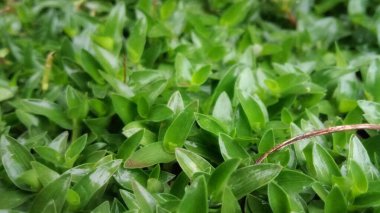 Merhaba, bu bitki ve ahşap fotoğrafı, Endonezya 'nın tropikal doğası, arka plan, referans, ürün, broşür gibi şeyler için kullanılabilir. Umarım beğenirsin, teşekkürler..