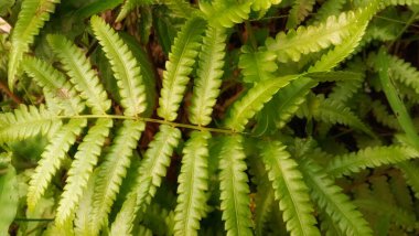 Merhaba, bu bitki ve ahşap fotoğrafı, Endonezya 'nın tropikal doğası, arka plan, referans, ürün, broşür gibi şeyler için kullanılabilir. Umarım beğenirsin, teşekkürler..