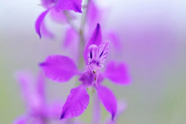 Incredibly beautiful purple wildflowers — Stock Photo, Image