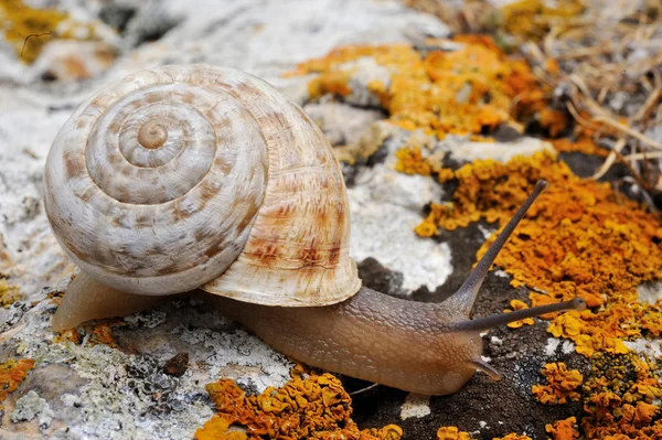 Lumaca seduta su una pietra — Foto Stock