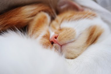 Tatlı küçük kedi üzerinde yumuşak beyaz battaniye uyku