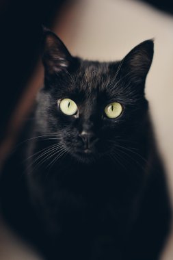 Kameraya bakarak büyük yeşil gözlü güzel siyah kedi