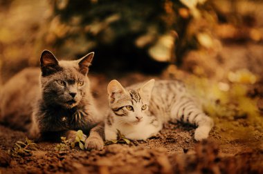 Bir yırtıcı bakışları ile iki güzel vahşi kedi