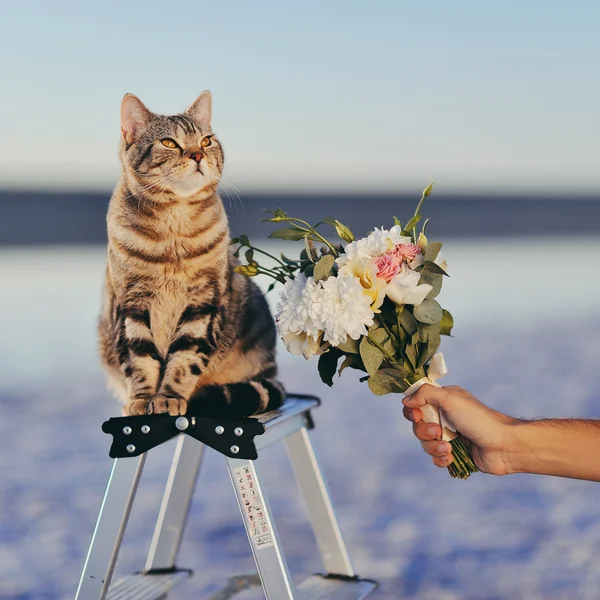 O majestoso gato nas escadas e um buquê de noiva — Fotografia de Stock