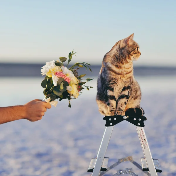 Большая красивая кошка подарила великолепный свадебный букет — стоковое фото