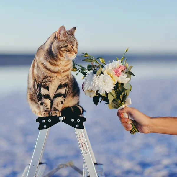 Большая красивая кошка подарила великолепный свадебный букет — стоковое фото