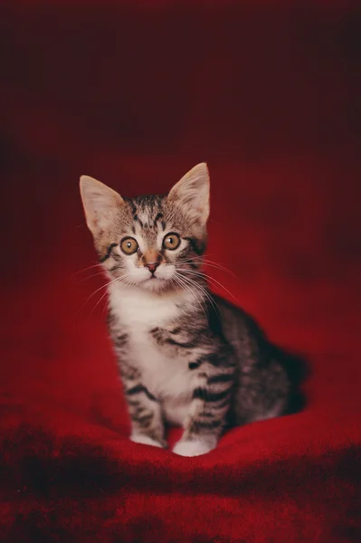 Lovely little fluffy kitten — Stock Photo, Image