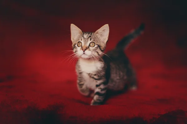 Прекрасный маленький пушистый котенок — стоковое фото