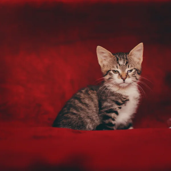 Прекрасный маленький пушистый котенок — стоковое фото