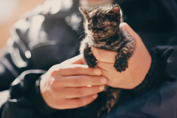 Маленький серый котенок в руках мужчины — стоковое фото