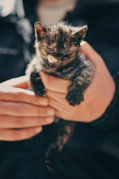 Маленький серый котенок в руках мужчины — стоковое фото