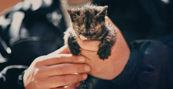 Маленький серый котенок в руках мужчины — стоковое фото