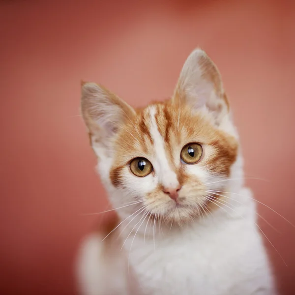 Красивая кошка на розовом фоне смотрит в объектив камеры — стоковое фото