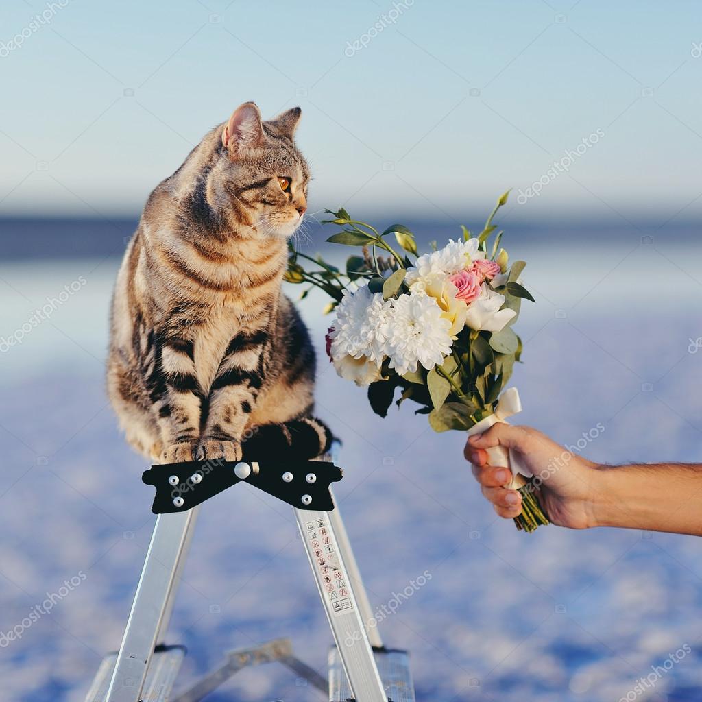 Chat Sentant Une Fleur Images Libres De Droit Photos De Chat Sentant Une Fleur Depositphotos