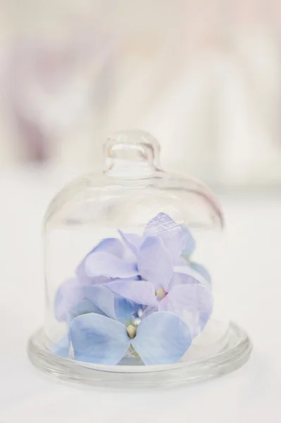Красива ніжна блакитна квітка — стокове фото