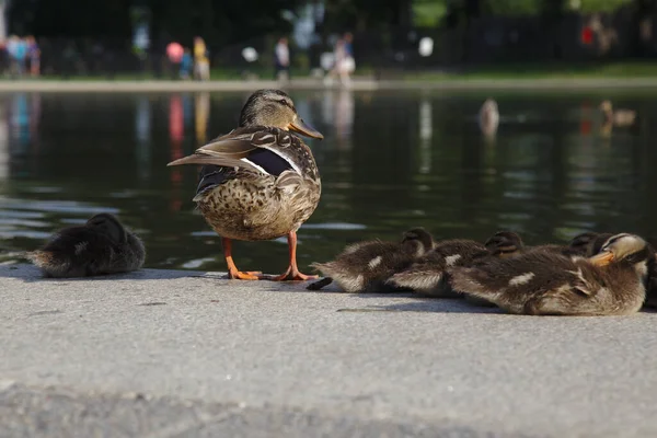 Mallard Duck Ailesi havuzun önünde betonun üstünde.