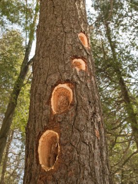 Uzun Woodpecked ağaç