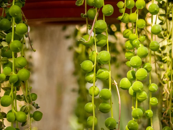 Zöld gömb növény — Stock Fotó