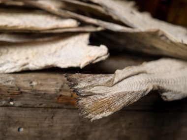 Deniz balıkçılık Müzesi