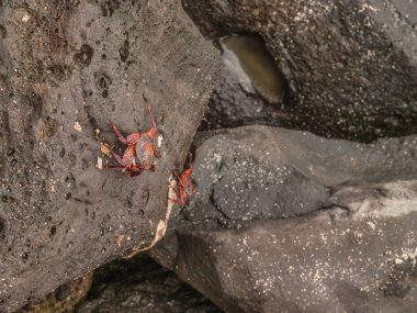 Sally Lighfoot Yengeç