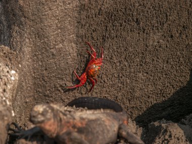 İguana ve Sally Lightfoot Yengeç