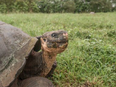 Galapagos kaplumbağası kafasından