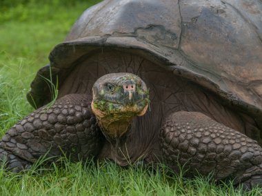 Galapagos kaplumbağası portre