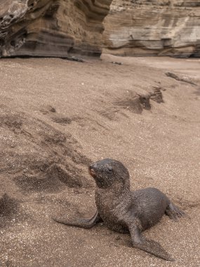 Islak bebek deniz aslanı