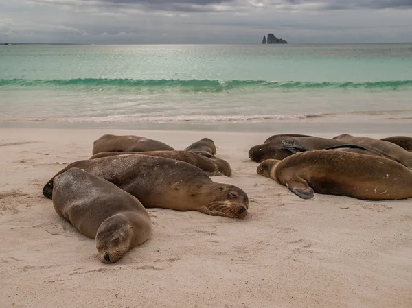 Sleeping Sea Lions — Stock Photo, Image