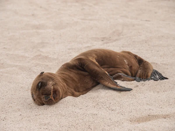 Bebé dormido león marino — Foto de Stock