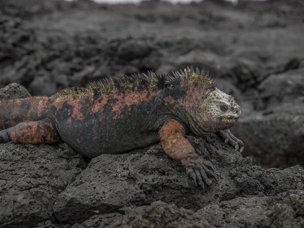 Iguana vermelha e verde — Fotografia de Stock