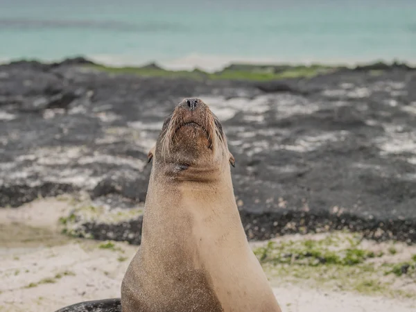 Snobby Sea Lion — Stock Photo, Image