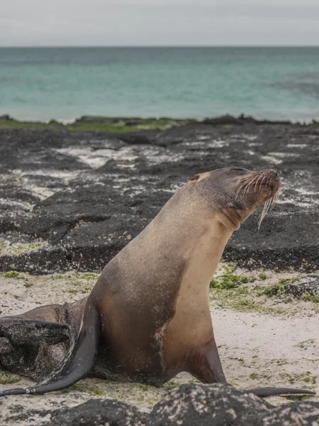 Snobby Sea Lion — Stock Photo, Image