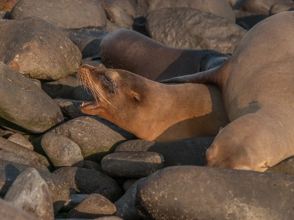 Barking Sea Lion — Stock Photo, Image