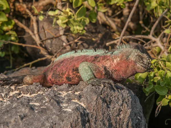 Kırmızı ve Yeşil Iguana