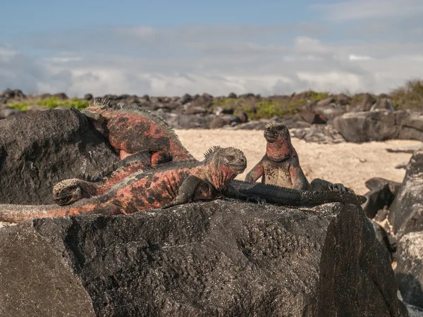 Four Iguanas on Rock — Stock Photo, Image