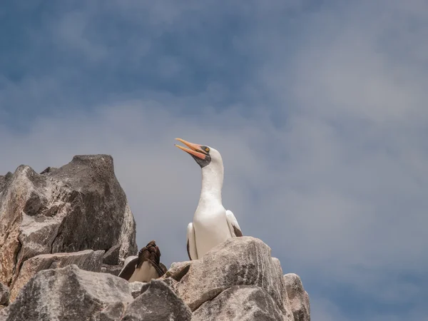 Cliff üzerinde mavi ayaklı Boobies