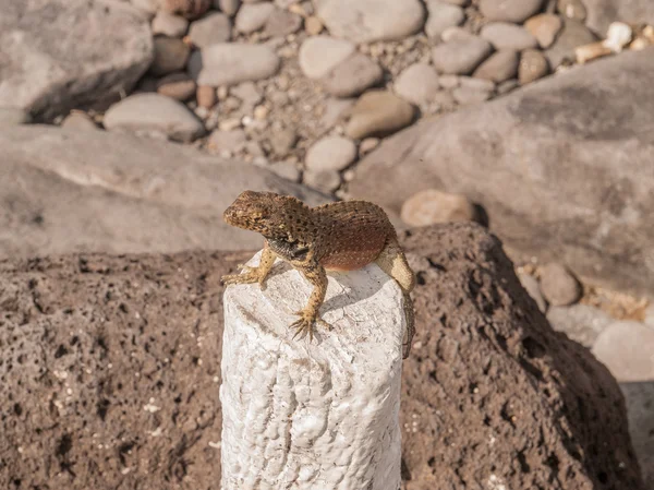 Lézard sur la souche d'arbre — Photo