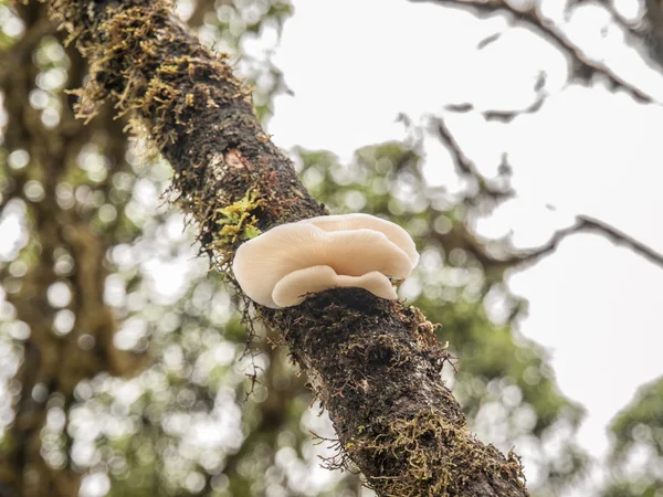 Setas de ostra en el árbol — Foto de Stock