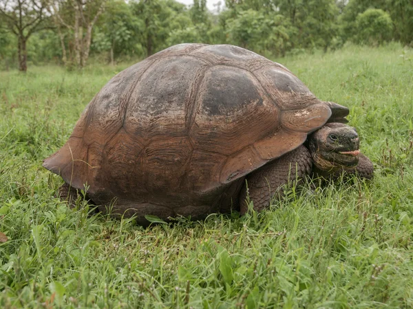 Sköldpaddan i fältet — Stockfoto