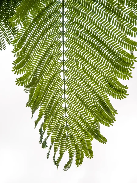 Fern on White Backgournd — Stock Photo, Image