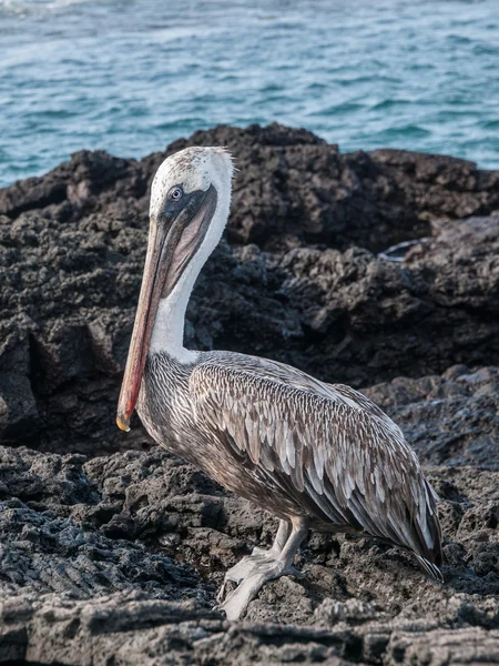 Pelican Galapagos içinde ayakta