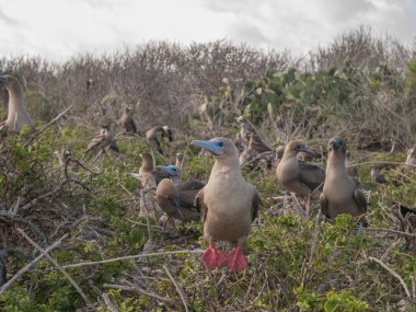 Kırmızı Ayaklı Boobies dallar