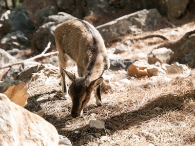 Dağda yemek keçi