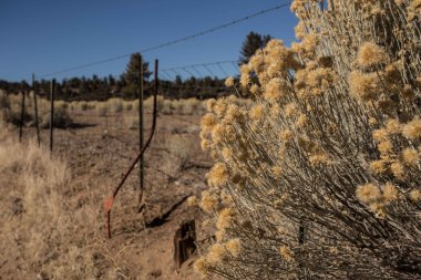 Bur Bush ve kablolu çit
